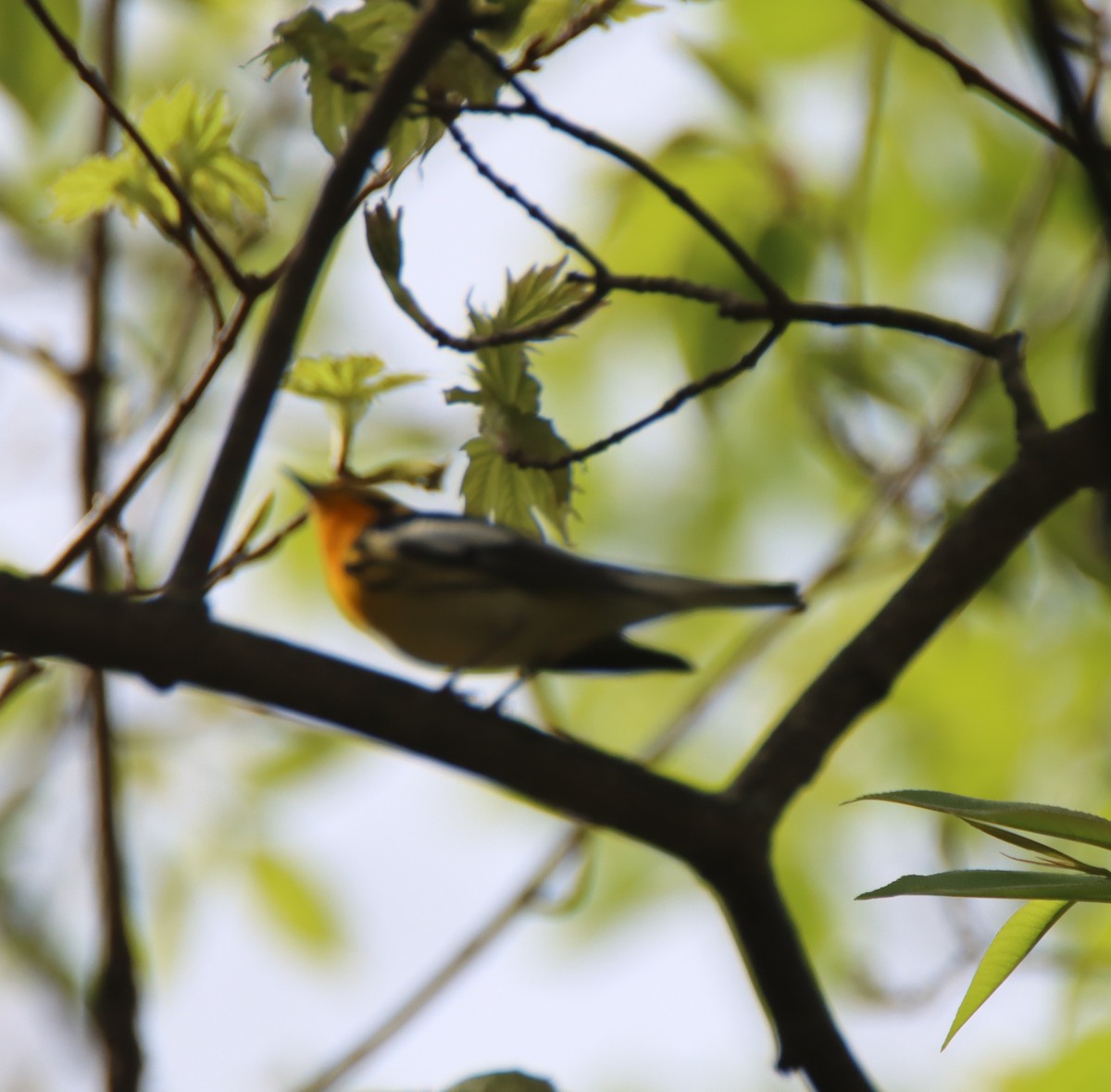 Blackburnian Warbler - ML446844671