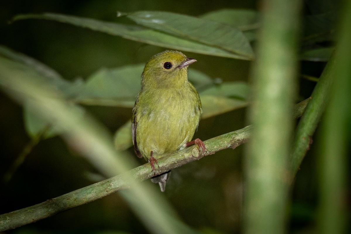 Swallow-tailed Manakin - ML446847031