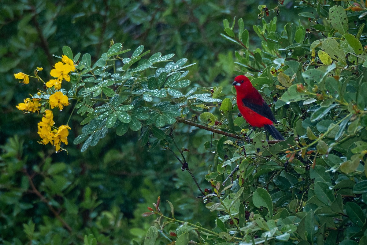 Brazilian Tanager - ML446847171