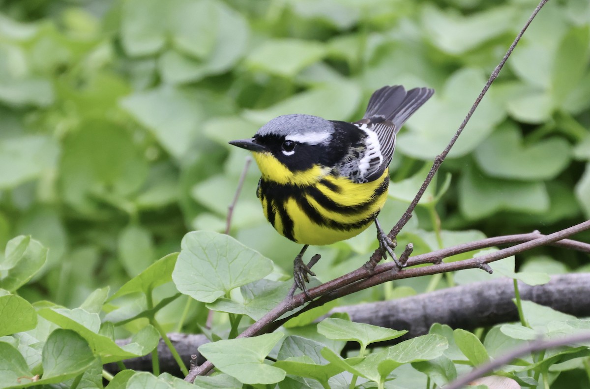 Magnolia Warbler - ML446848091