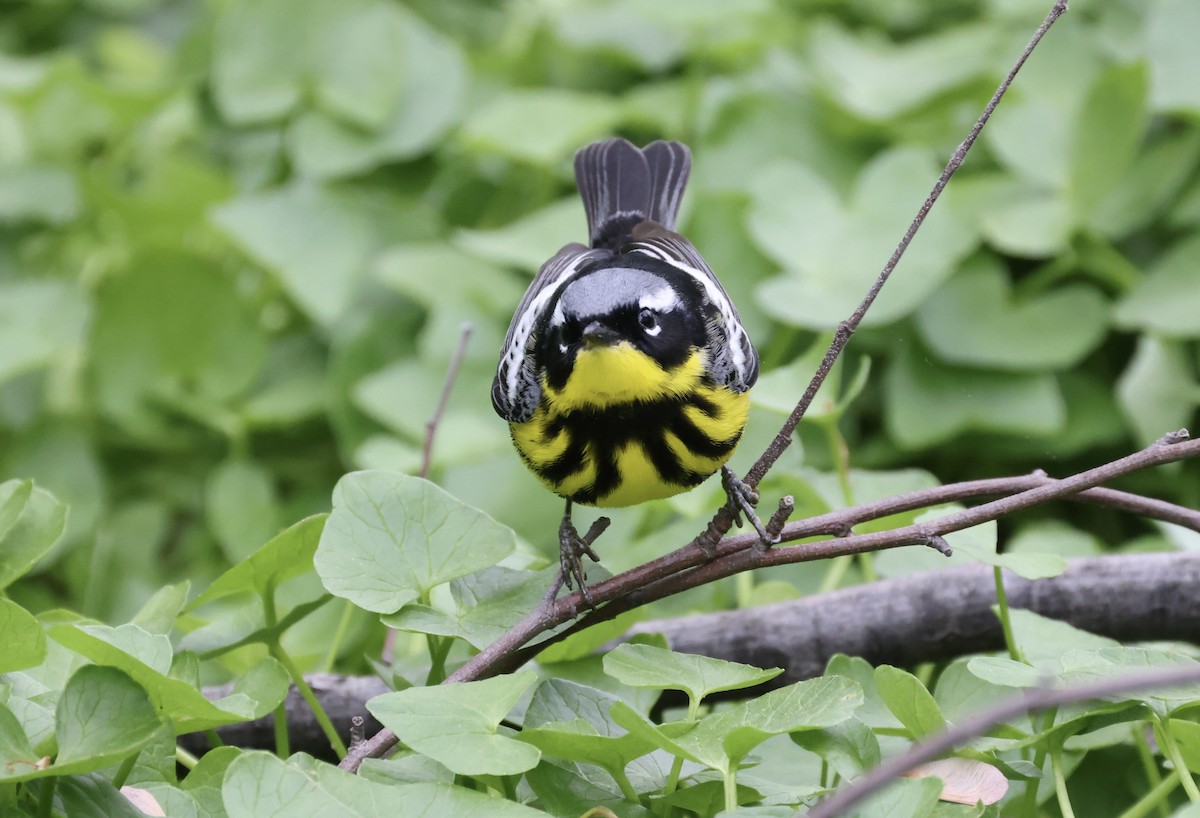 Magnolia Warbler - ML446848151