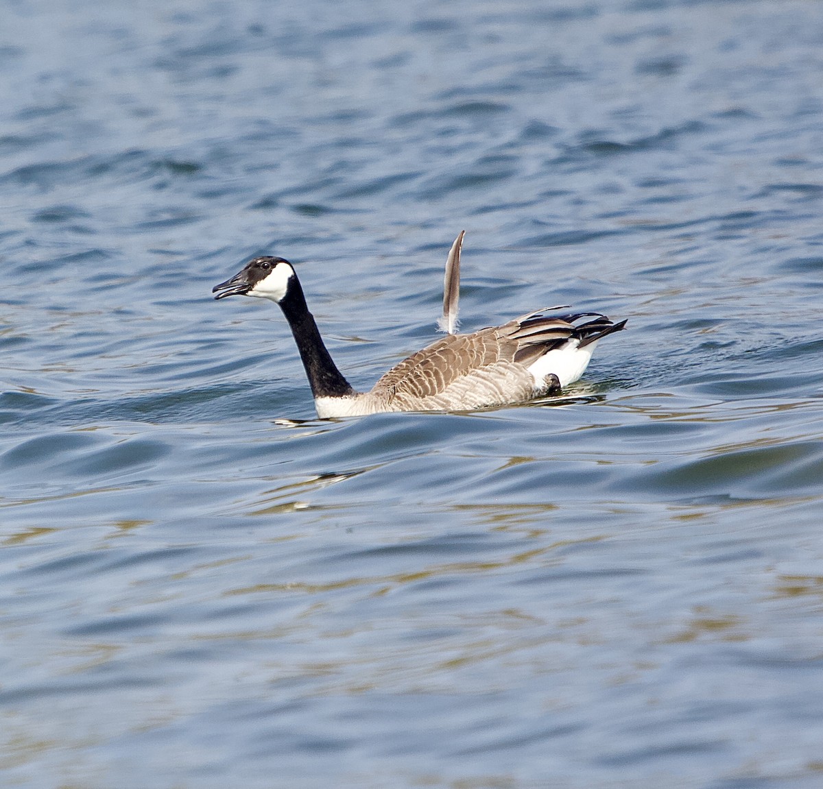 Canada Goose - ML446848301