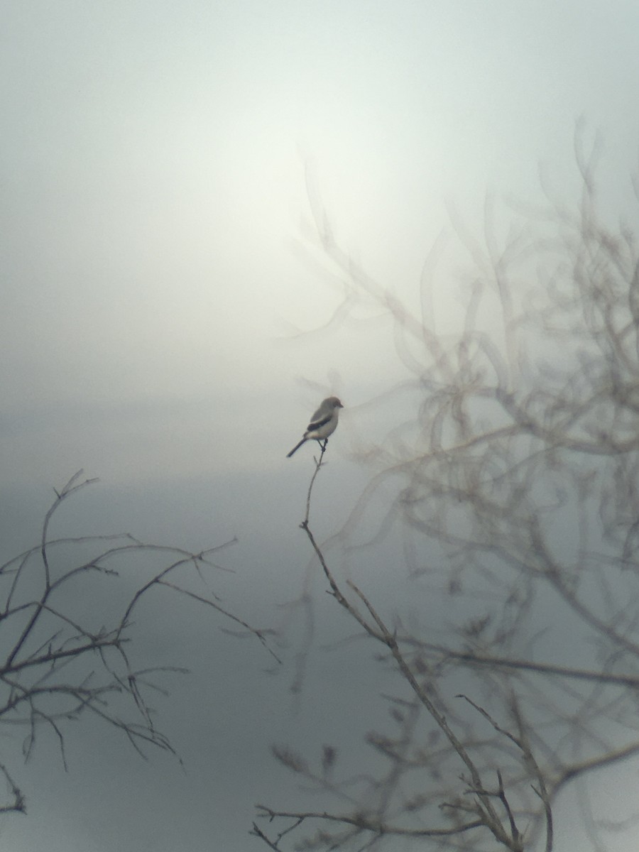 Loggerhead Shrike - Caitlin Acquroff