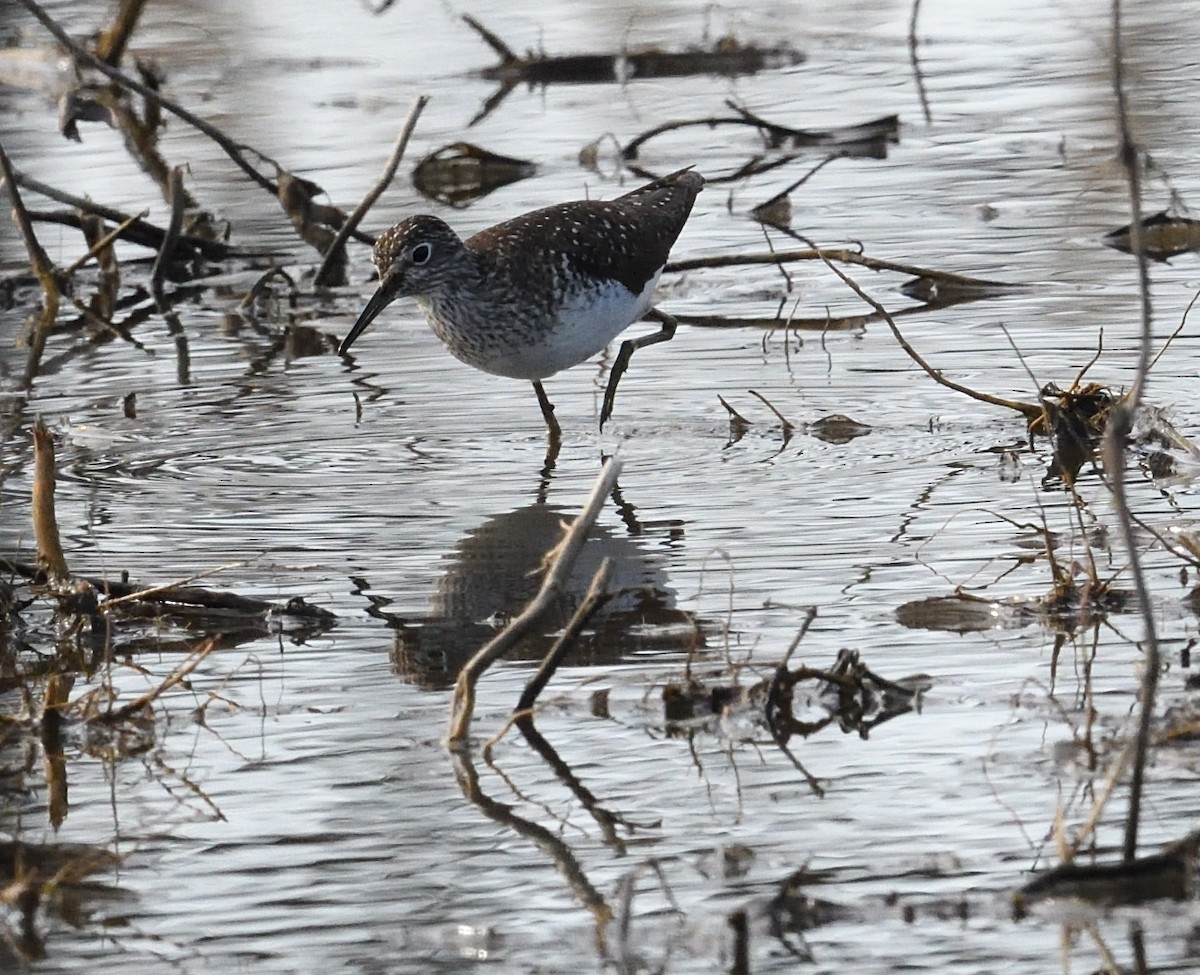 Solitary Sandpiper - ML446848971