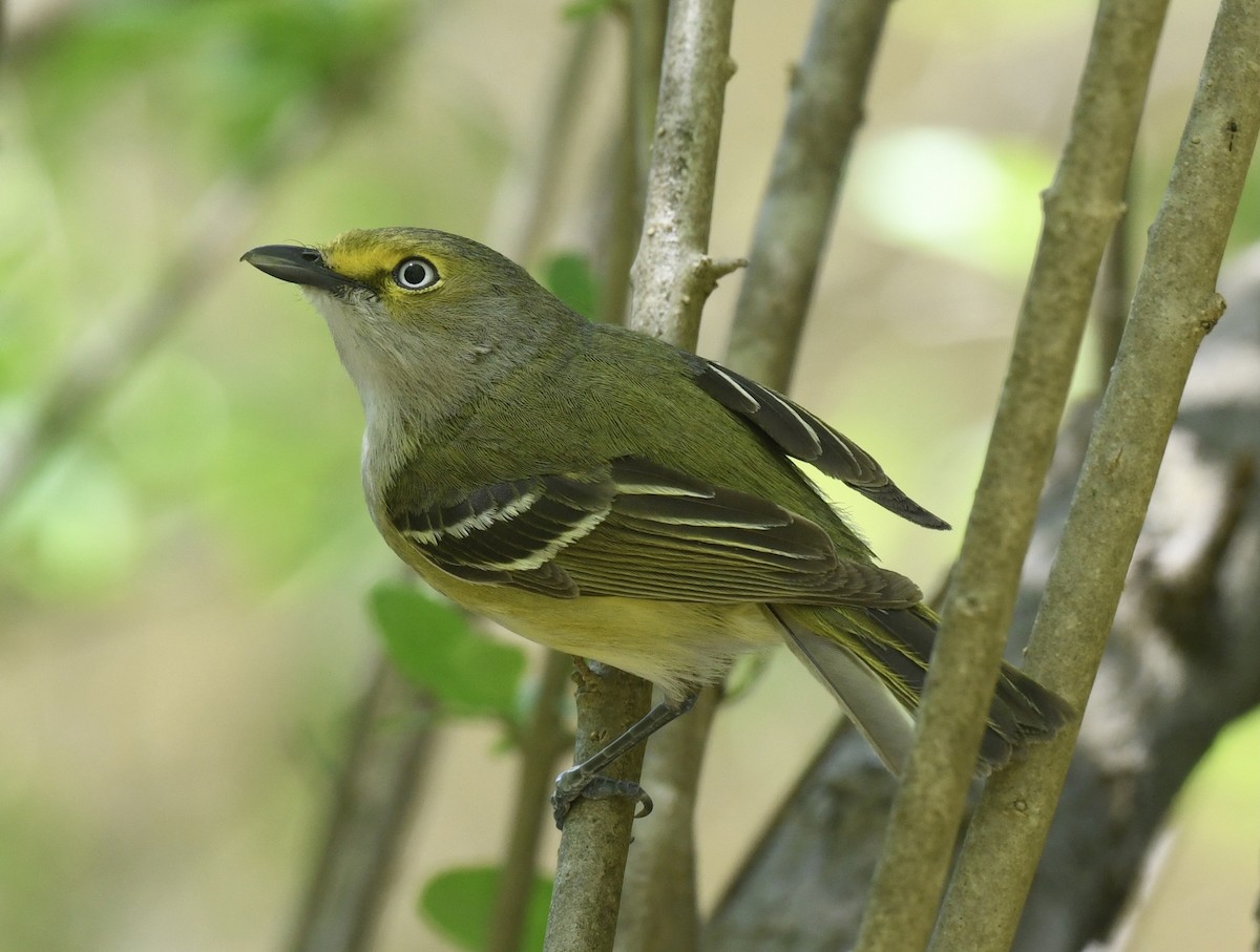 White-eyed Vireo - Linda Ankerstjerne Olsen