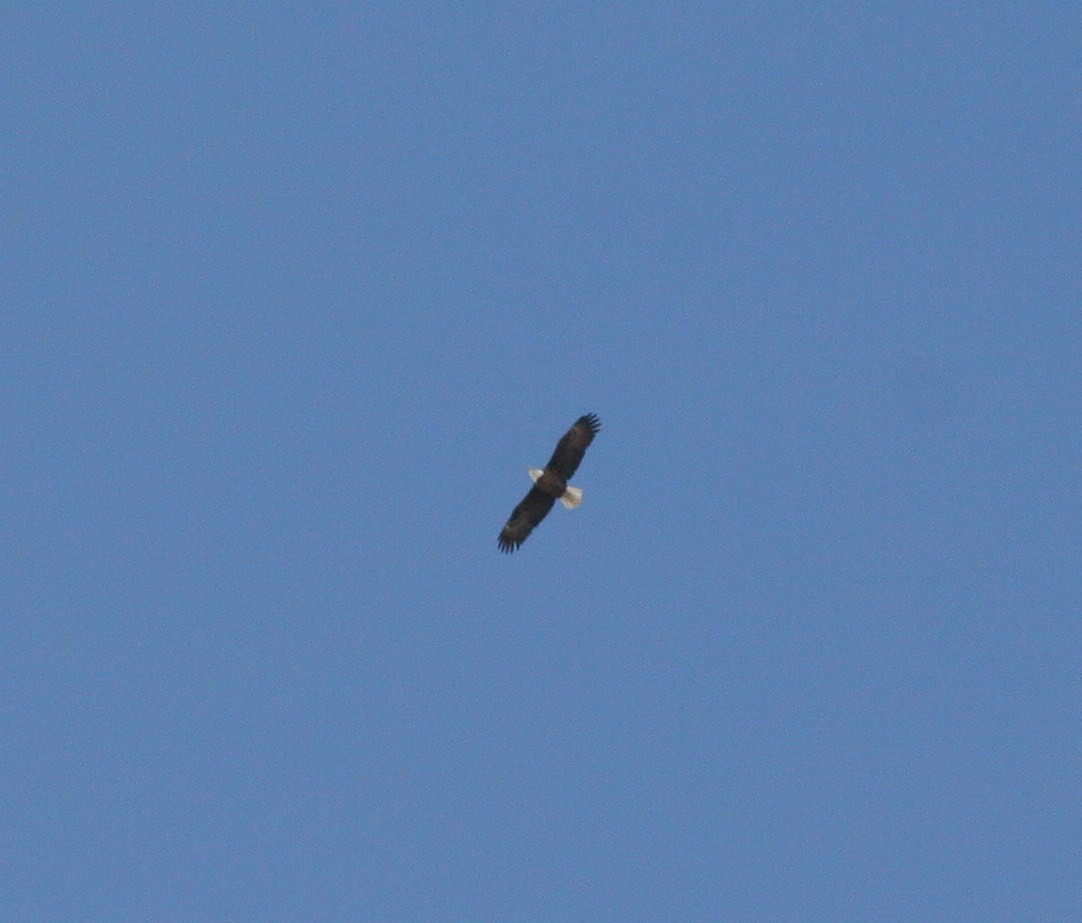Bald Eagle - ML44685141