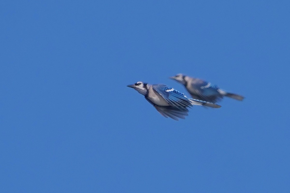 Blue Jay - ML446851671