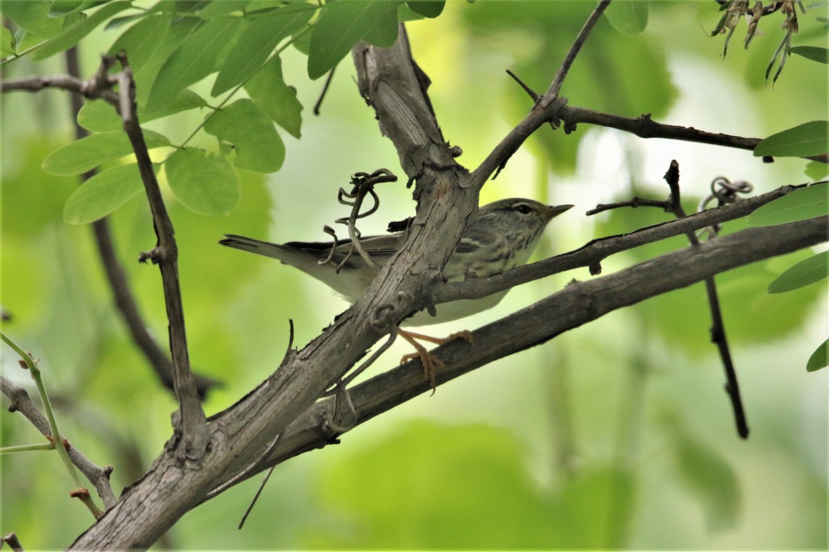 Blackpoll Warbler - ML446852791