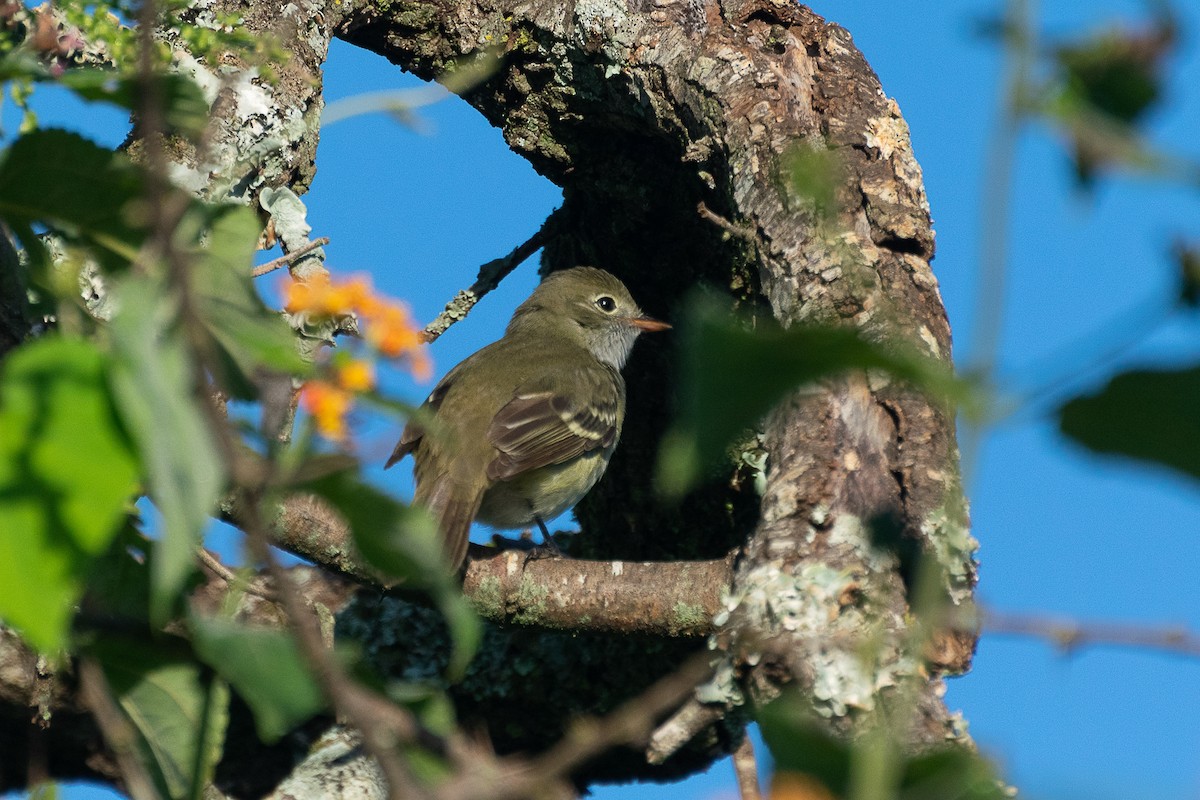 Olivaceous Elaenia - ML446853851