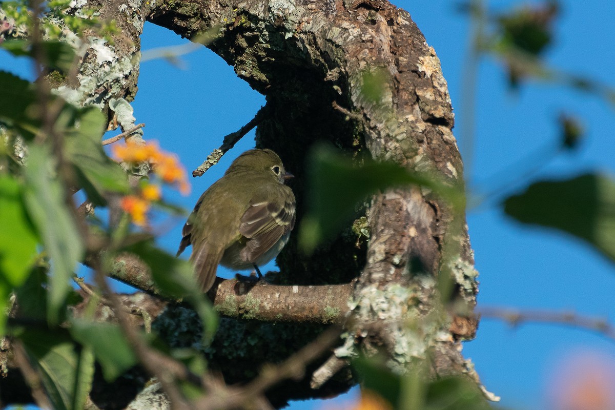 Olivaceous Elaenia - ML446853871