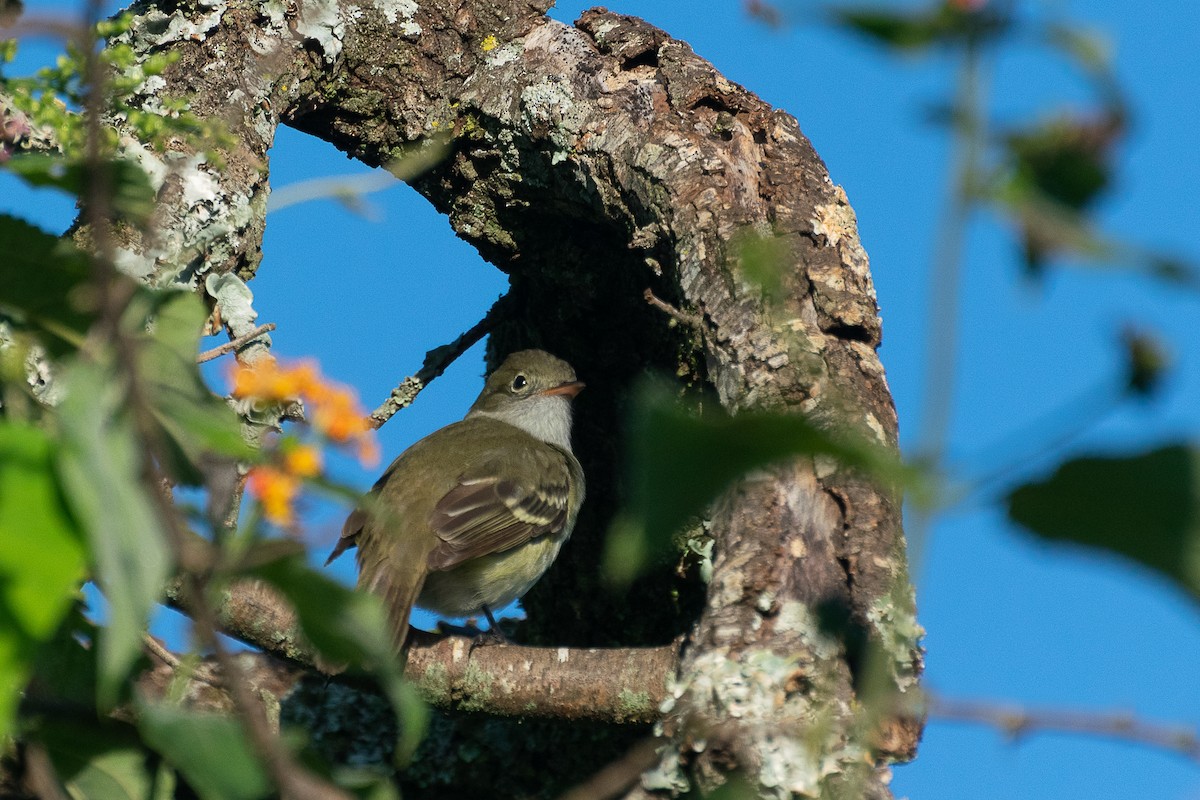 Olivaceous Elaenia - ML446853891