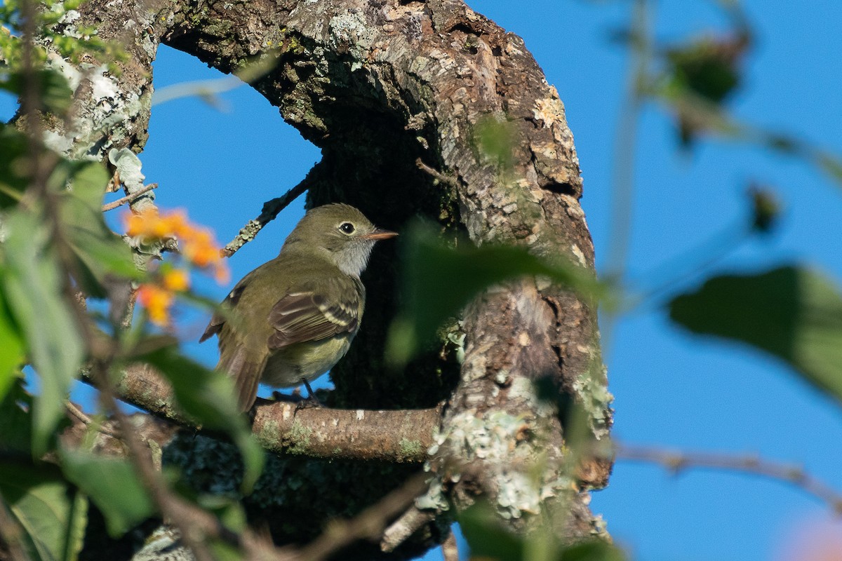 Olivaceous Elaenia - ML446853901