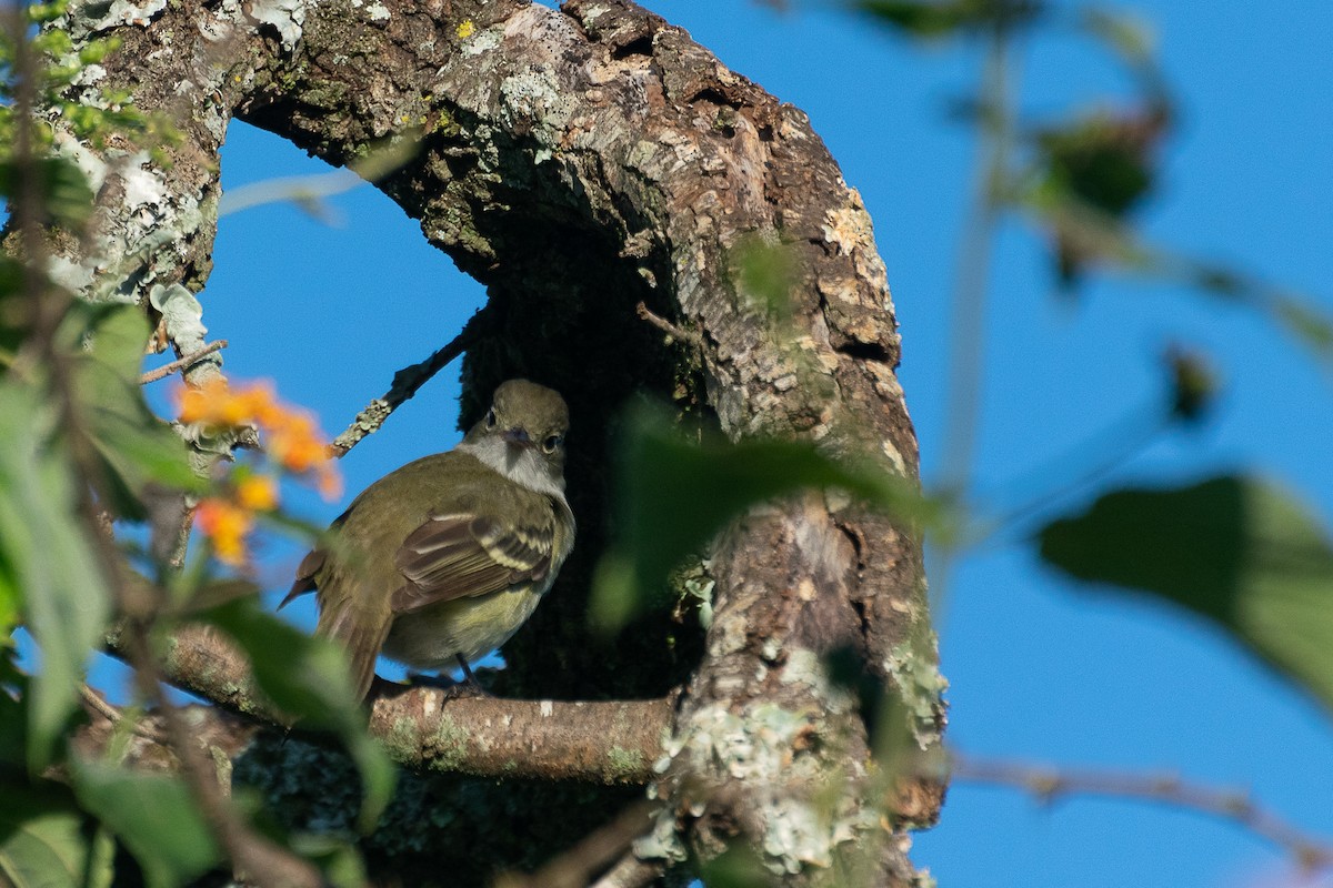 Olivaceous Elaenia - ML446853981