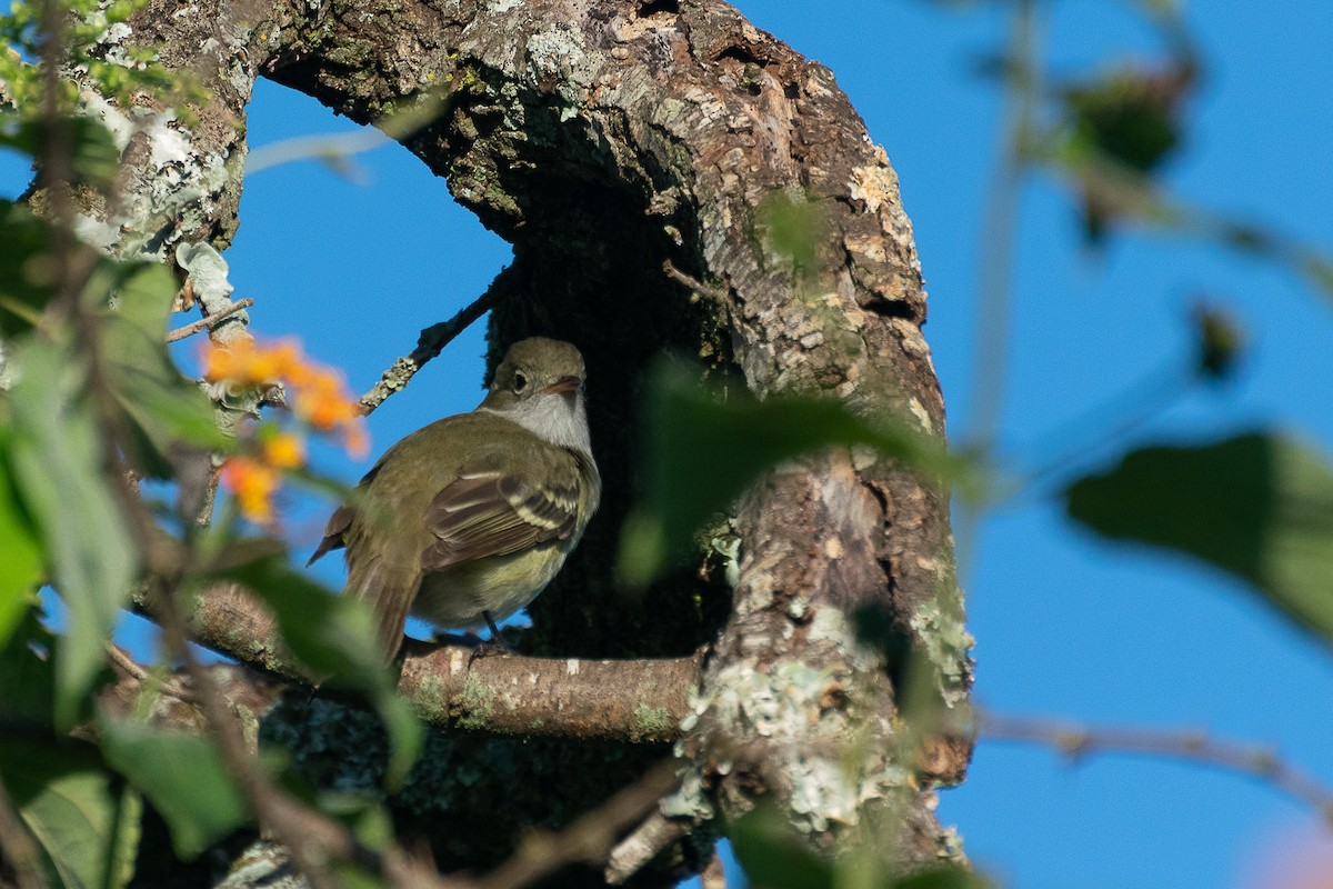 Olivaceous Elaenia - ML446853991