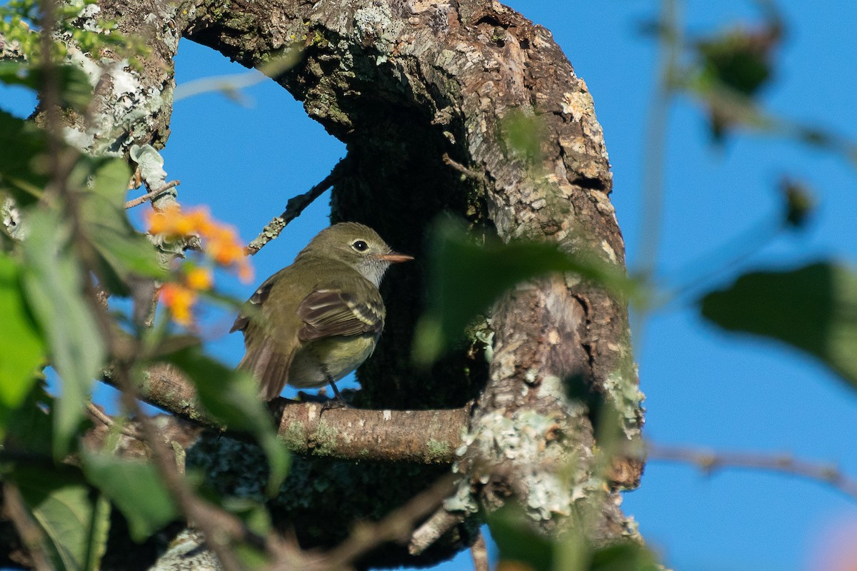 Olivaceous Elaenia - ML446854091