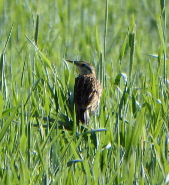 Eastern Meadowlark - Donna Fernstrom