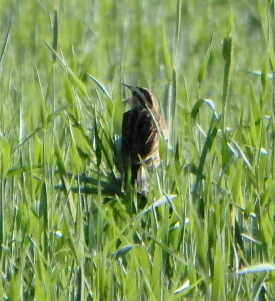 Eastern Meadowlark - Donna Fernstrom