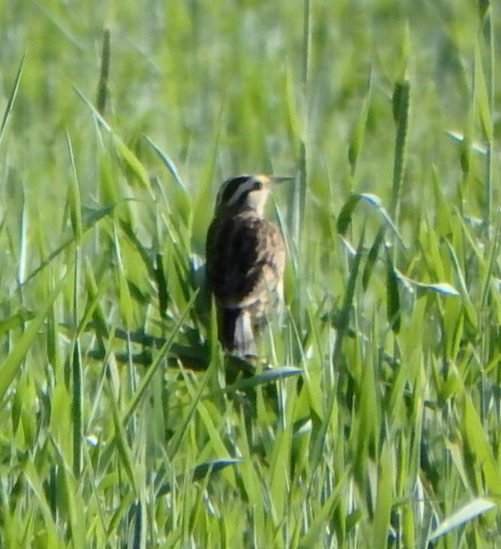 Eastern Meadowlark - Donna Fernstrom