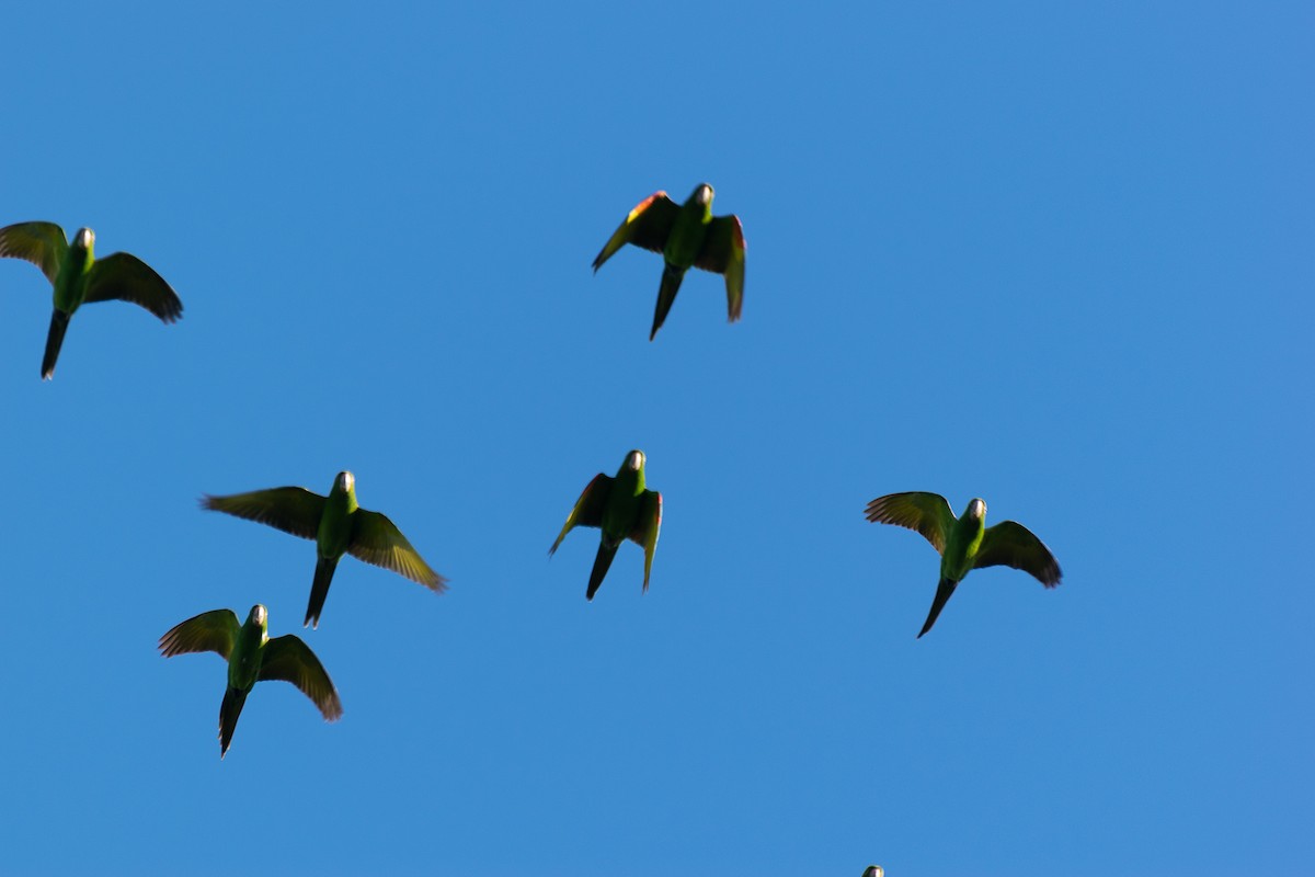 White-eyed Parakeet - Joel Martinez