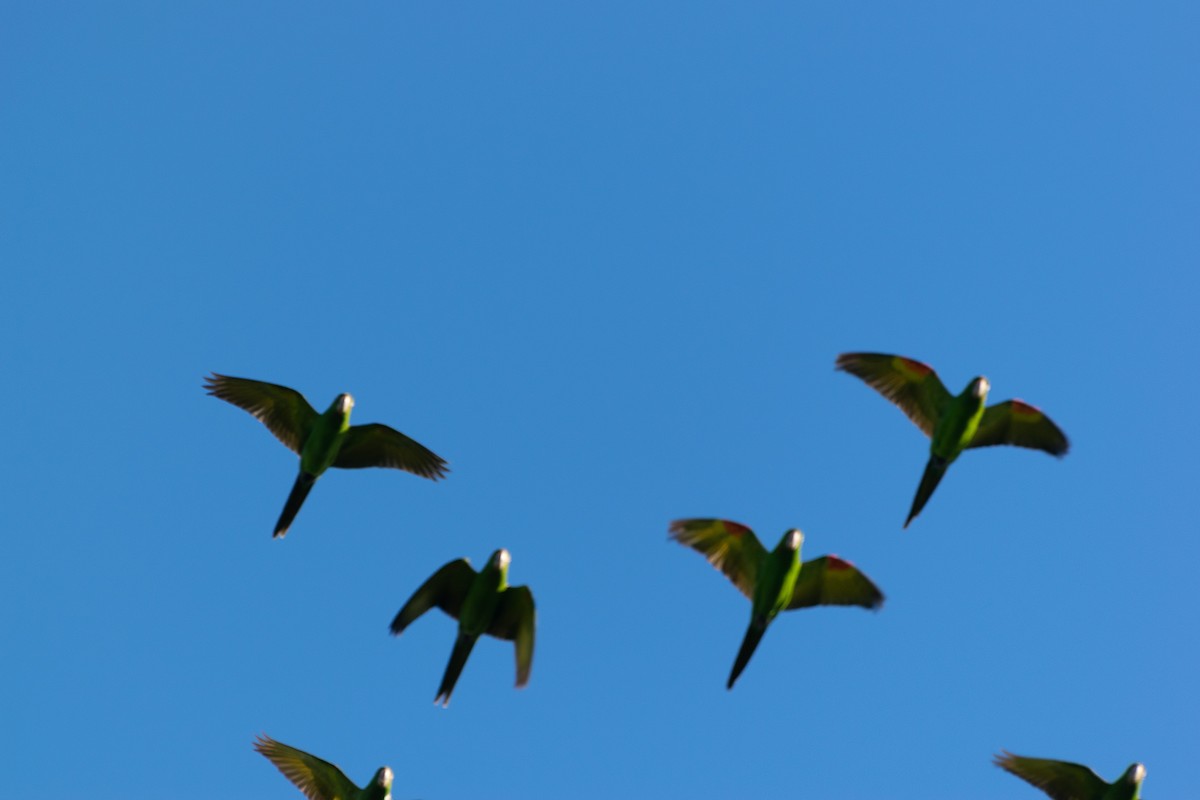 White-eyed Parakeet - Joel Martinez