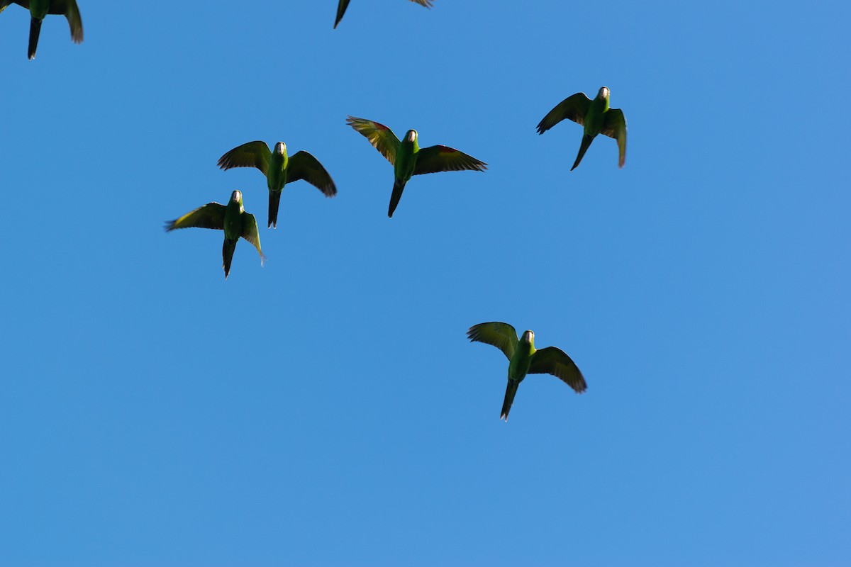 White-eyed Parakeet - Joel Martinez