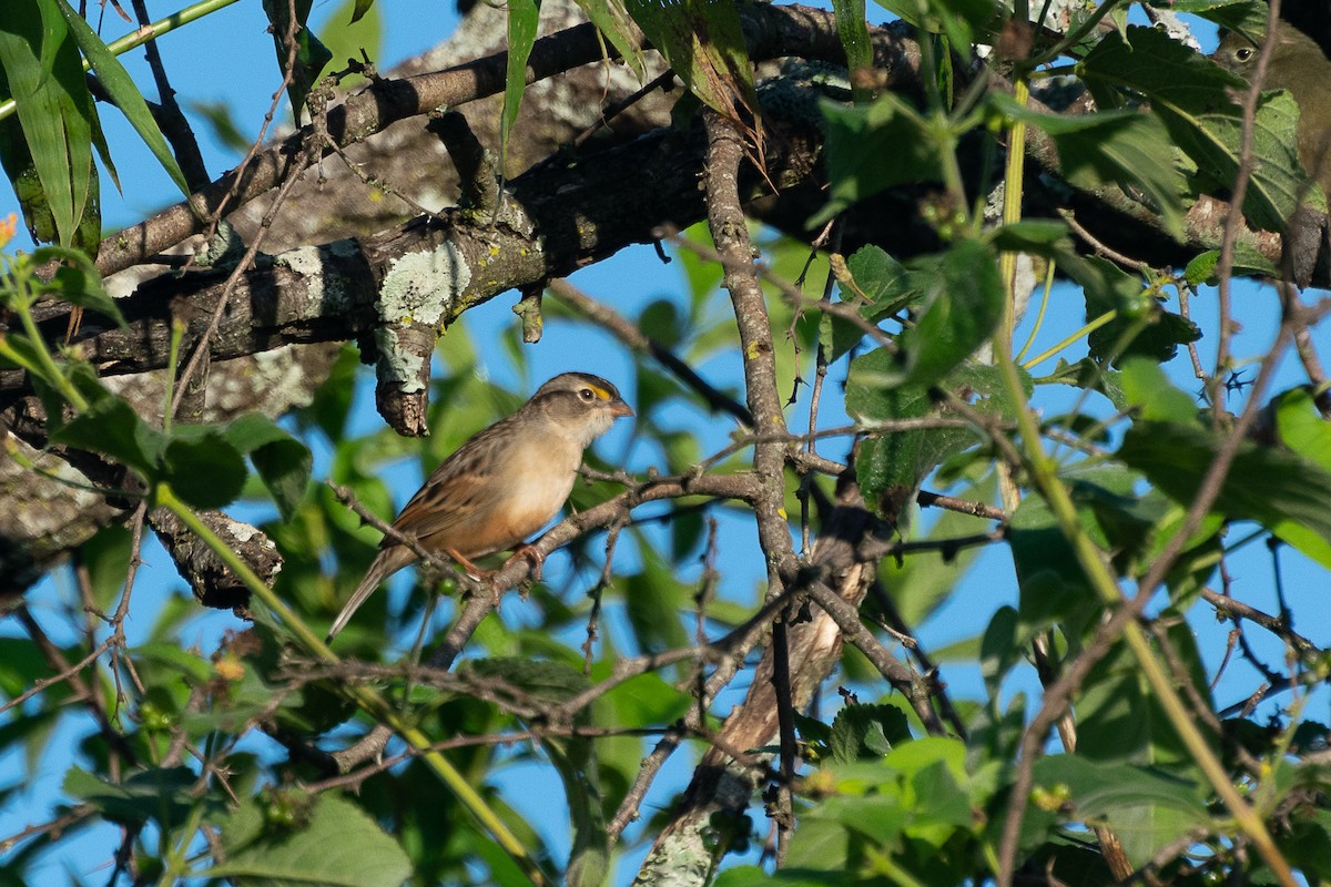Grassland Sparrow - ML446856581
