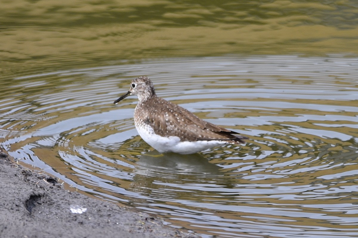 Solitary Sandpiper - ML446859751