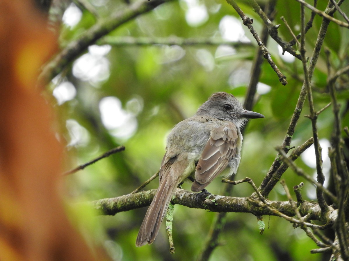 Panama Flycatcher - ML446859821