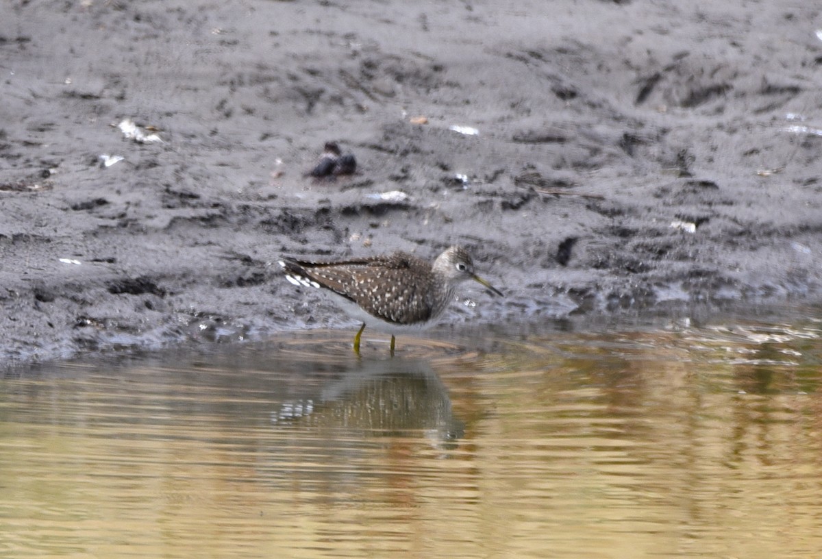 Solitary Sandpiper - ML446859831