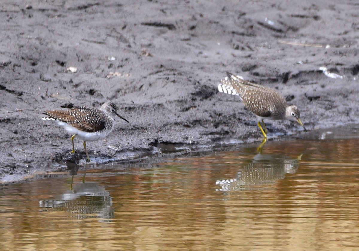 Solitary Sandpiper - ML446859911