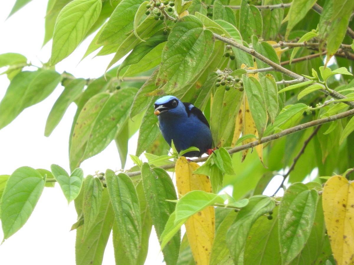 Red-legged Honeycreeper - Agustin Carrasco