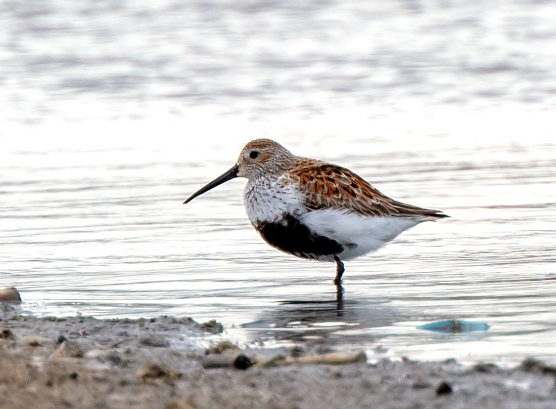 Dunlin - Ian Maton