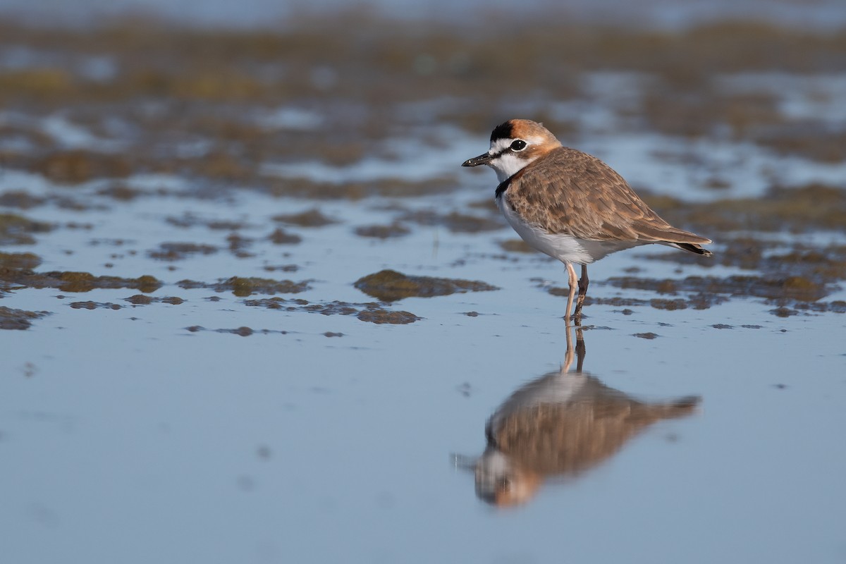 Collared Plover - ML446860491