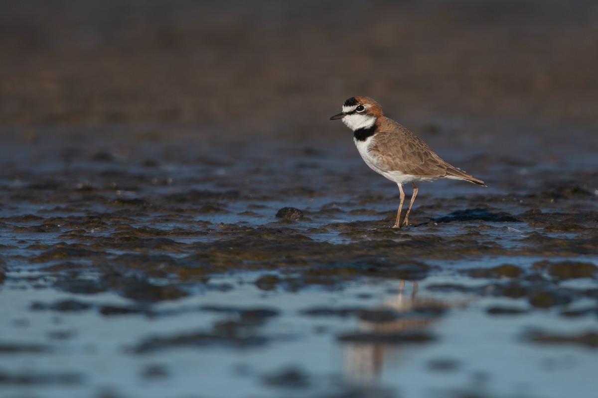 Collared Plover - ML446861311