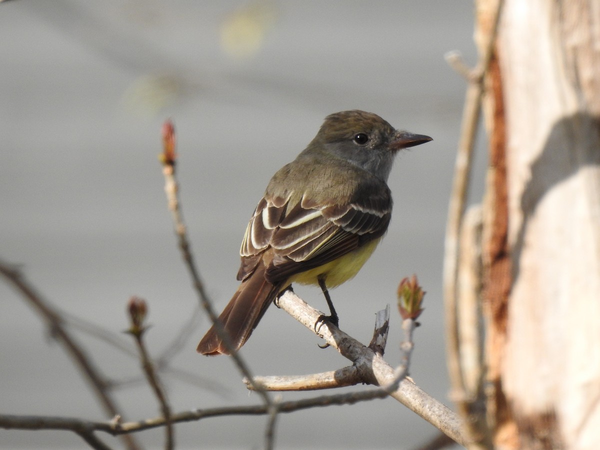 Great Crested Flycatcher - Kristina Beeby Curtis