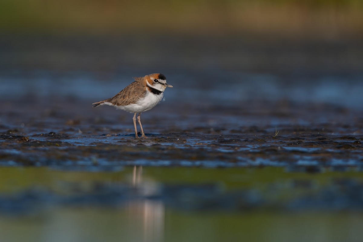 Collared Plover - ML446862951
