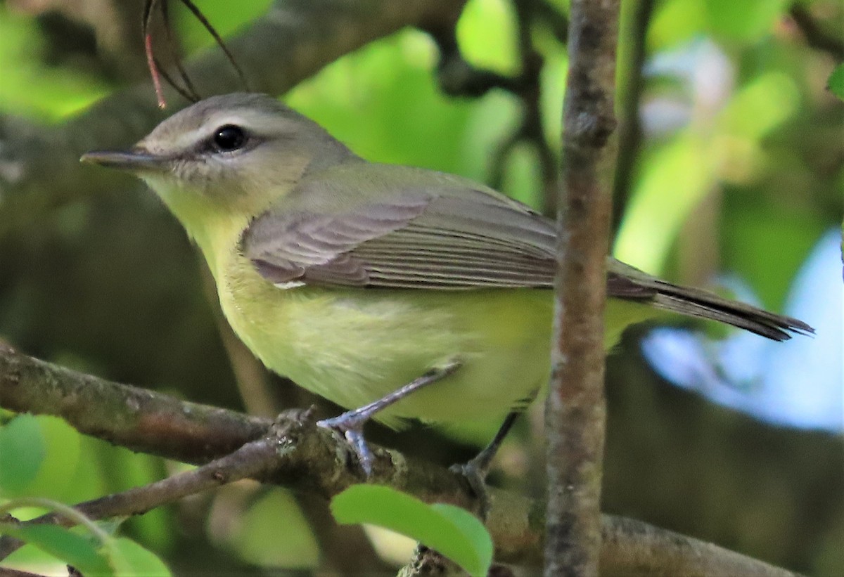 Philadelphia Vireo - ML446864841