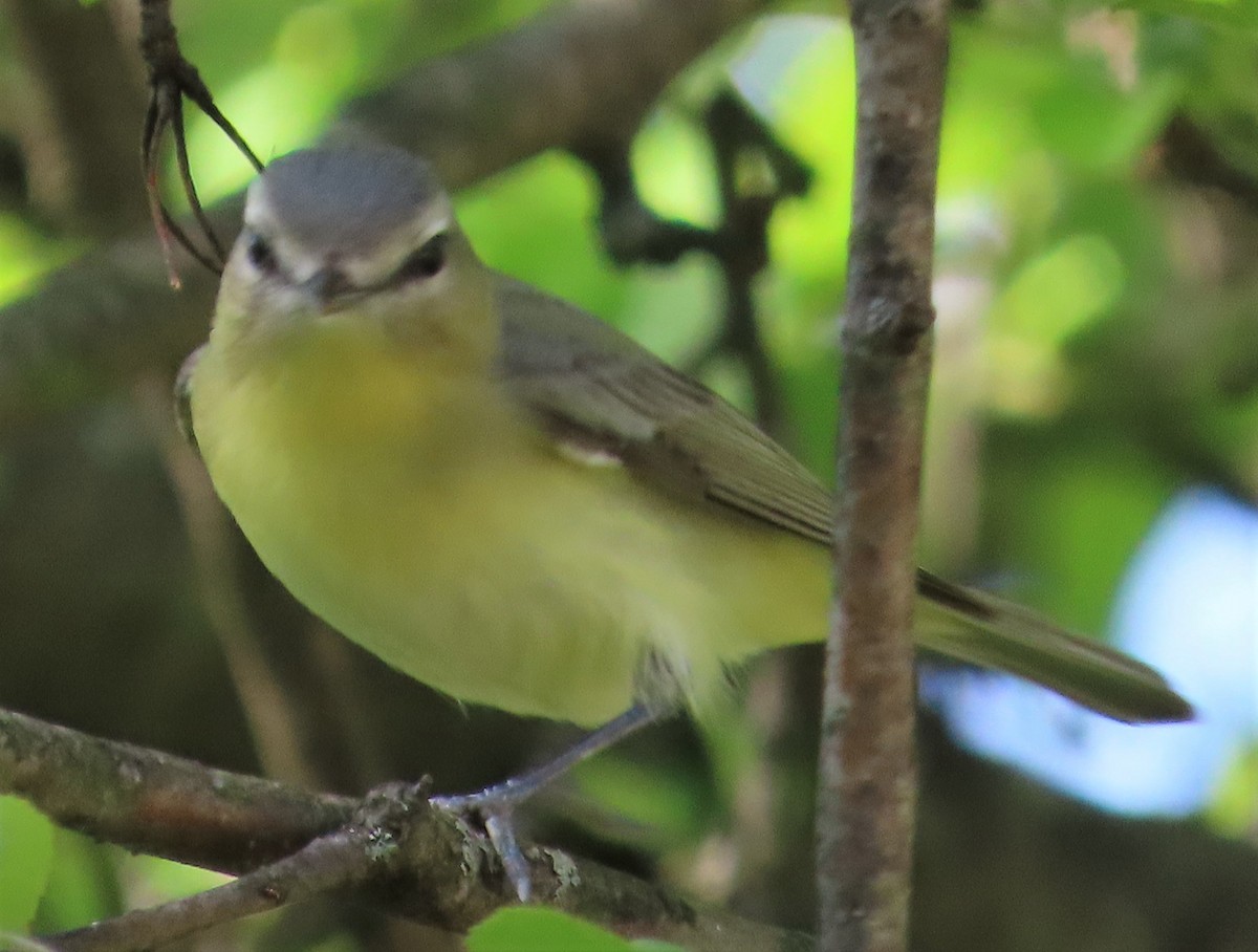 Philadelphia Vireo - David English