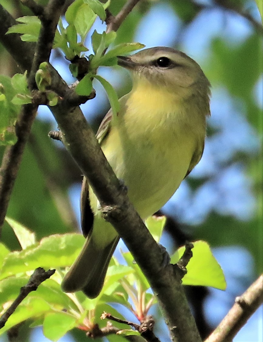 セアカモズモドキ - ML446865121