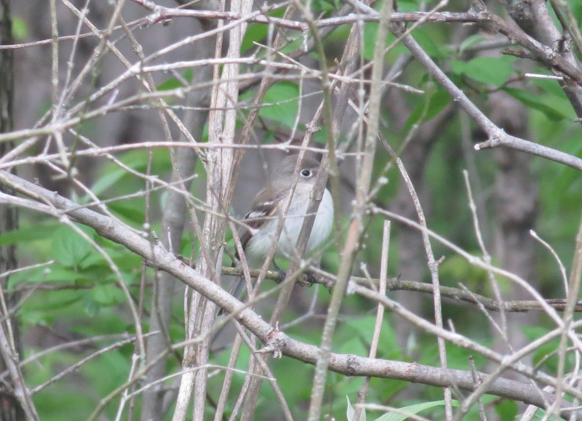 Least Flycatcher - ML446865341