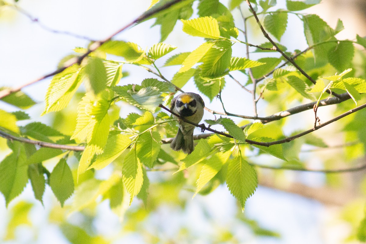Golden-winged Warbler - ML446865431