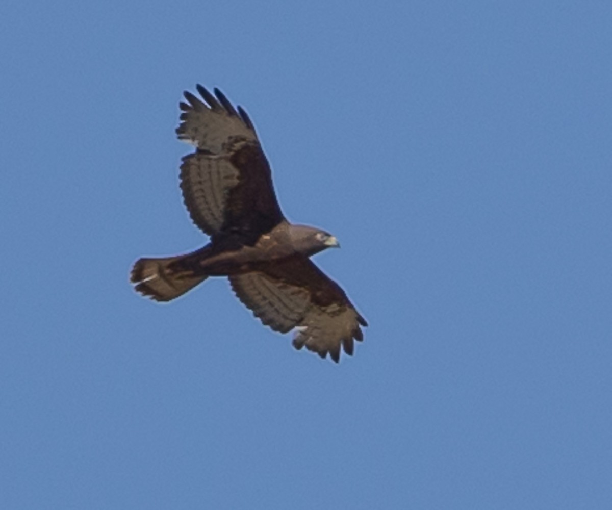 Short-tailed Hawk - ML446866201