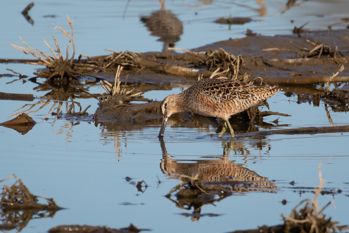 Long-billed Dowitcher - Anthony Glenesk