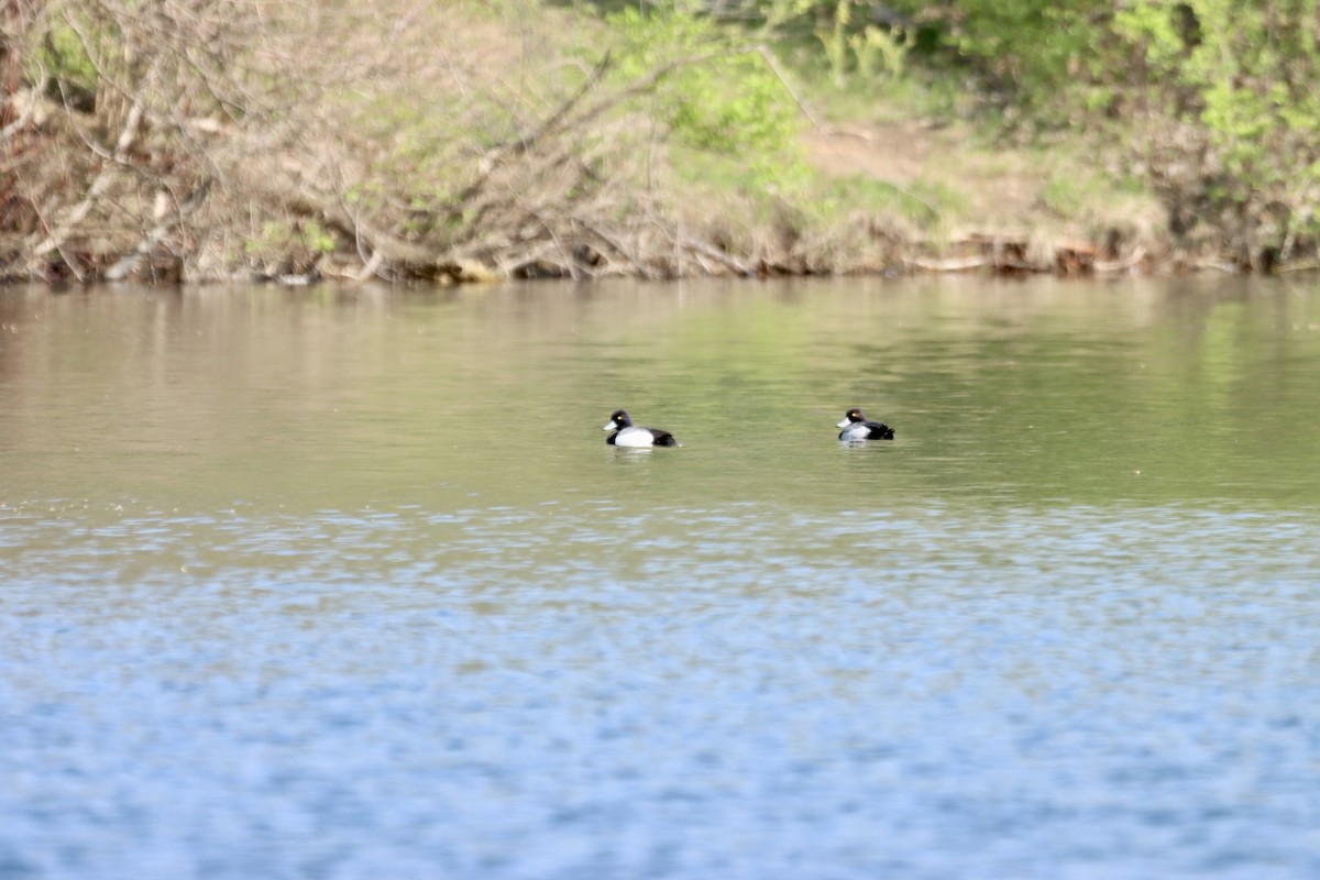 Greater Scaup - ML446866971