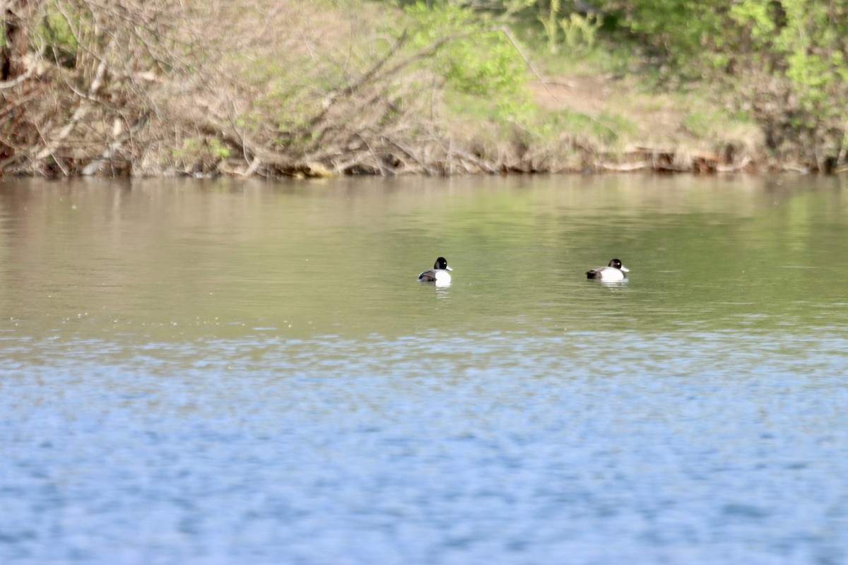 Greater Scaup - ML446866981