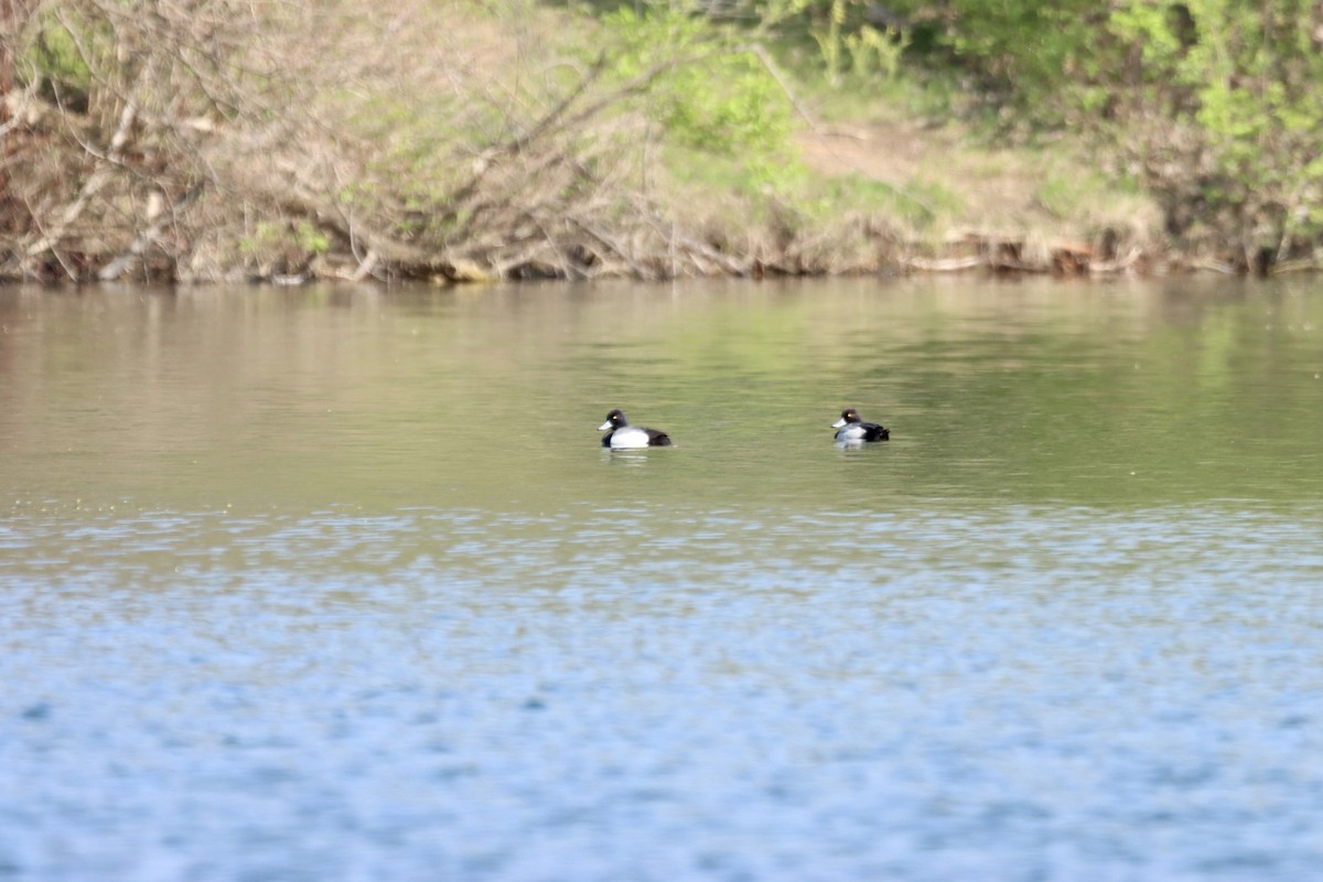 Greater Scaup - ML446866991