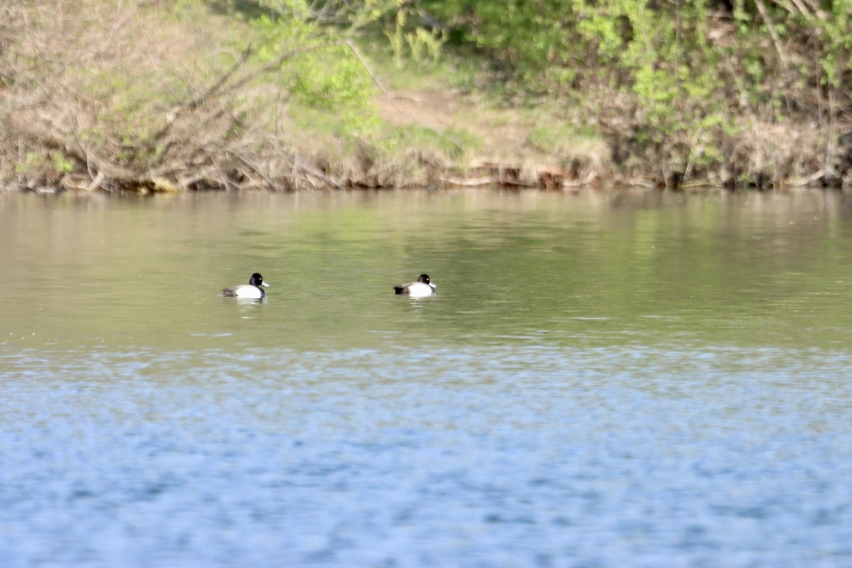 Greater Scaup - ML446867011