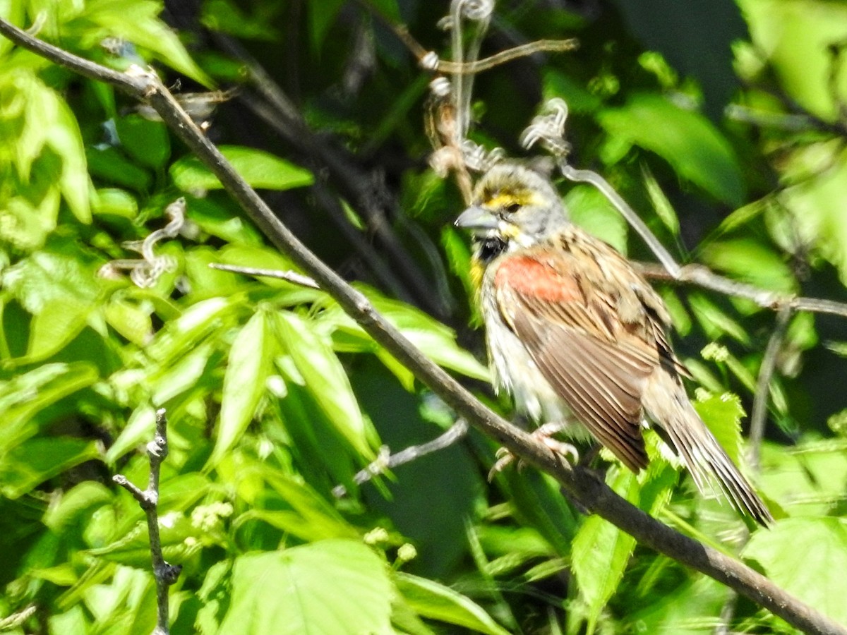 Dickcissel - ML446867901