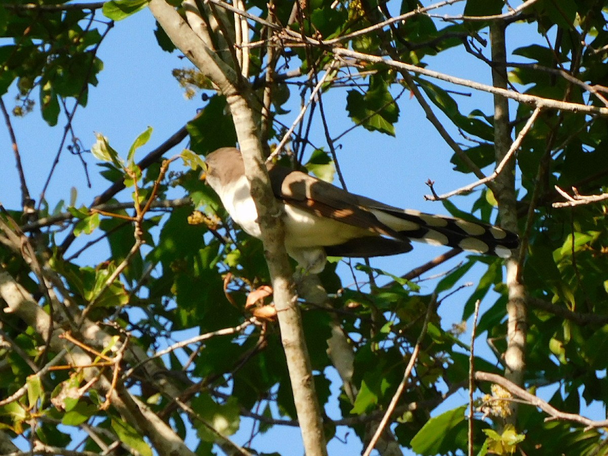 Yellow-billed Cuckoo - Bailey Cleveland