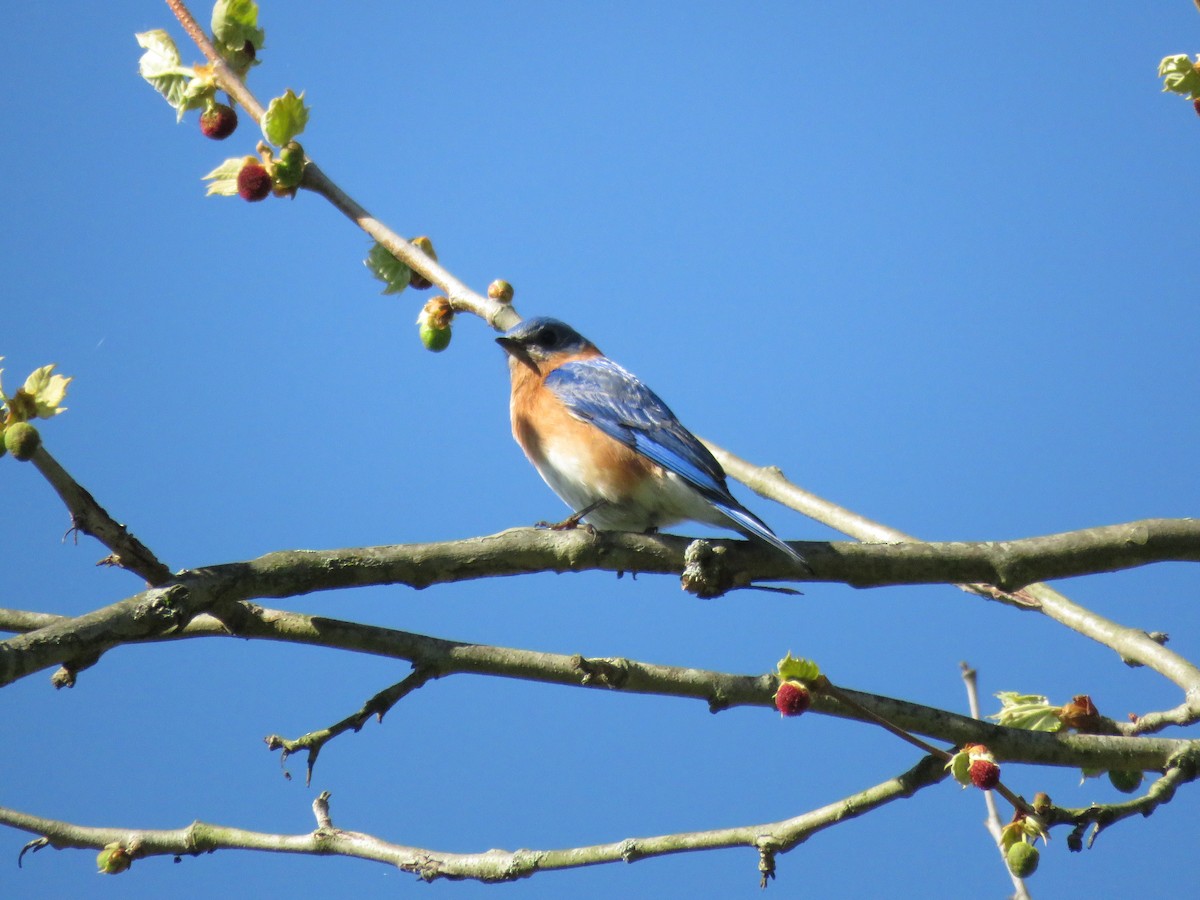 Eastern Bluebird - ML446868151